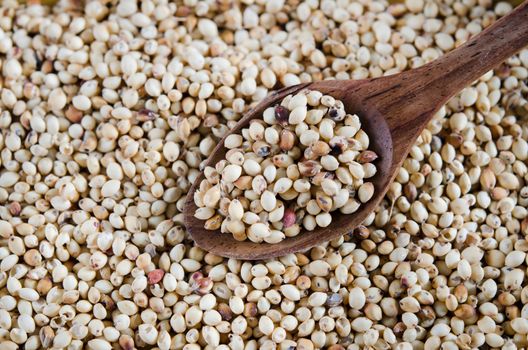 millet grains with wooden spoon , full  background 