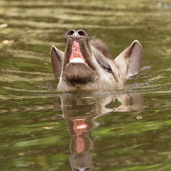 Profile portrait of south American tapir (Tapirus terrestris) in the water