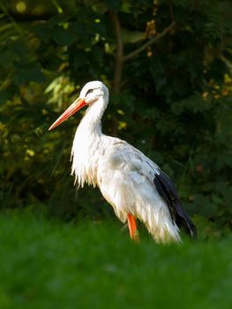 Stork in its natural habitat (zoo, Holland)