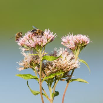 Two bees isolated on a pink flower, soft background