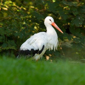 Stork in its natural habitat (zoo, Holland)