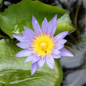 The blooming blue lotus in the natural pond with insect