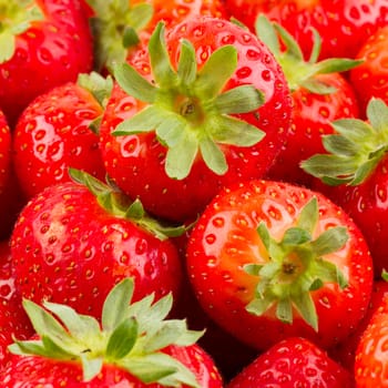 Collection of fresh dutch red strawberry, isolated