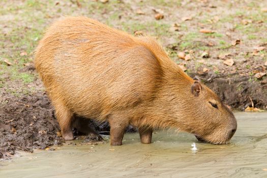 Capybara (Hydrochoerus hydrochaeris) drinking from a dirty pool (Holland)