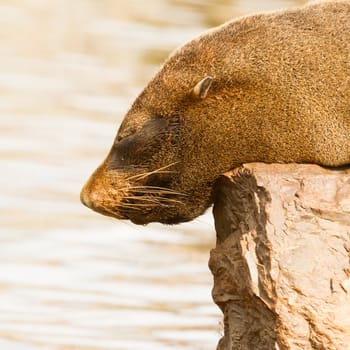 The close up of South American sea lion, Holland