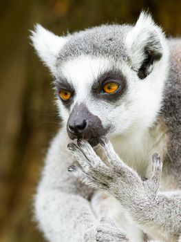 Ring-tailed lemur (Lemur catta) cleaning it's claw in a dutch zoo