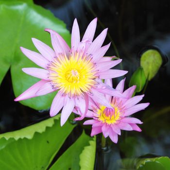 Two blooming pink lotus in the natural pond