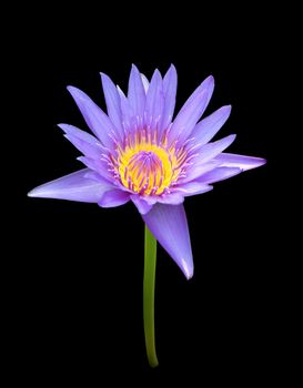 The blooming blue lotus on black background