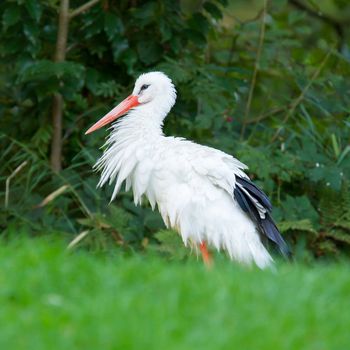 Stork in its natural habitat (zoo, Holland)