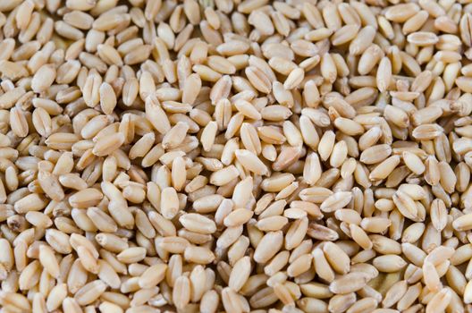 wheat background full frame , grains of wheat