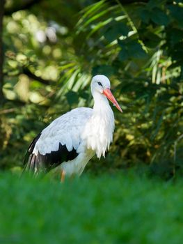 Stork in its natural habitat (zoo, Holland)