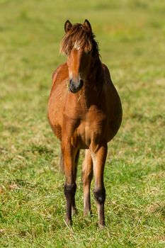 Grazing horse, isolated in a green field