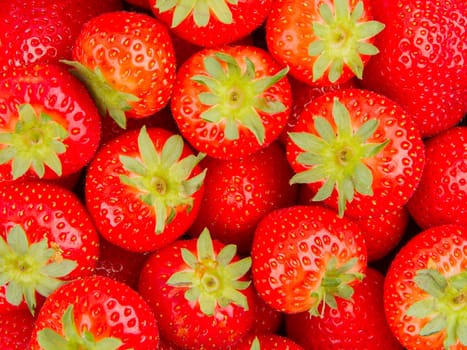 Collection of fresh dutch red strawberry, isolated