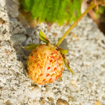 Unripe strawberry in a farm with a concrete background