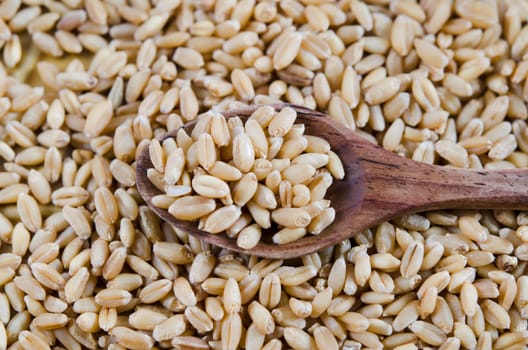 Grains of wheat on wooden spoon and wheat background