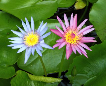 pink and blue lotus blooming in lotus pond