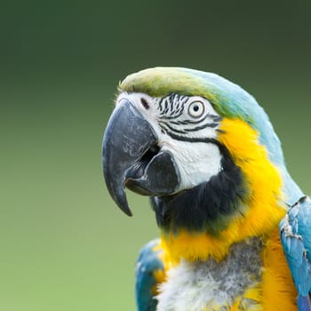 Close-up of a macaw parrot in nature