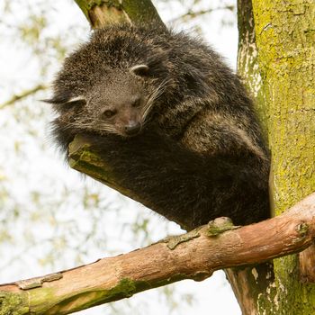 Close-up of a Binturong (Arctictis binturong) in a tree