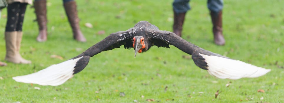 Southern Ground hornbill (Bucorvus leadbeateri) walking on grass