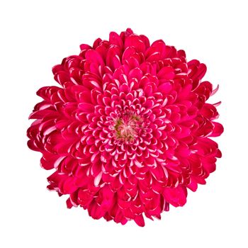 Purple chrysanthemum, isolated on a white background