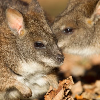 Close-up of a parma wallaby in a dutch zoo