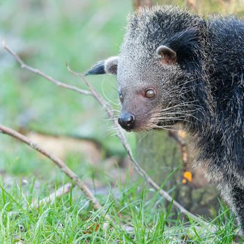 Close-up of a Binturong (Arctictis binturong) in the grass