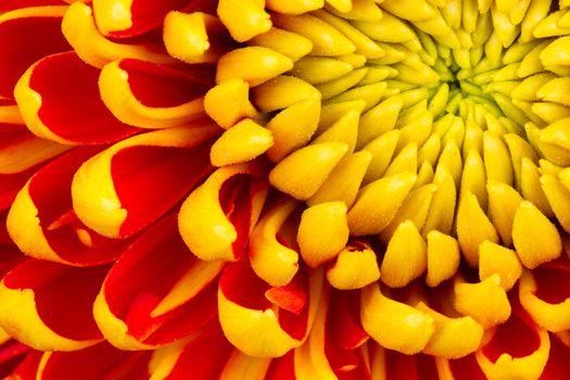 Yellow Dahlia Flower Isolated on White Background