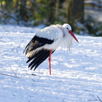 Adult stork standing in the snow, winter