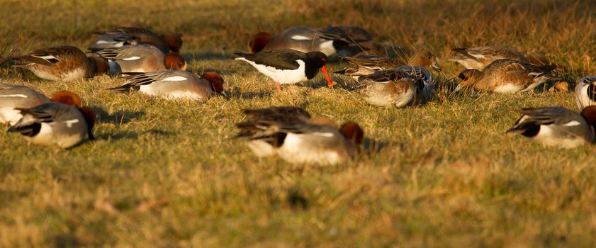 One oystercatcher in a group of ducks