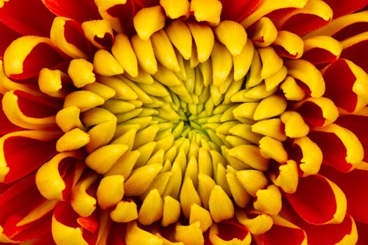 Yellow Dahlia Flower Isolated on White Background