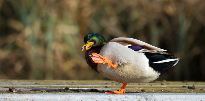 A wild duck in a funny position