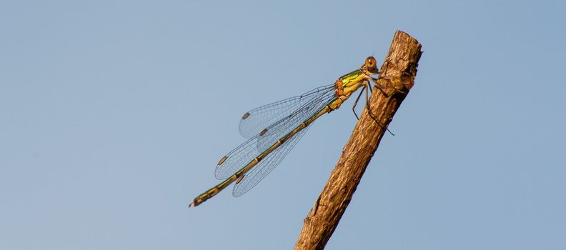 A dragonfly on a branch with a blue background