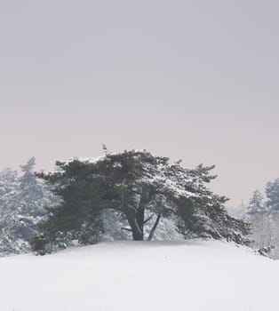 A tree in a very cold dutch landscape