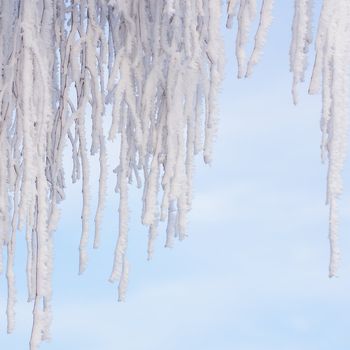 Hoarfrost on a tree in the winter