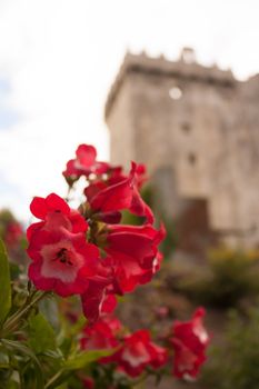 Garden at an Irish castle (Blarney Castle)