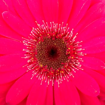 Pink gerbera flower isolated on a white background