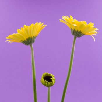 Yellow gerbera flower isolated on a purple background