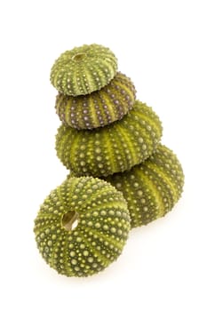 Isolated green sea urchins on a white background