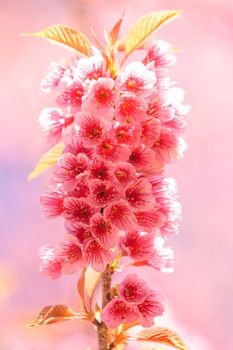 Beautiful thai sakura in winter at Chaing mai Province, Thailand.