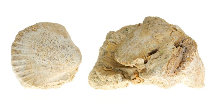 Two old fossils on a white background