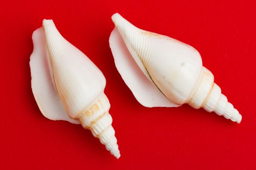 Two brown white seashells isolated on a red background