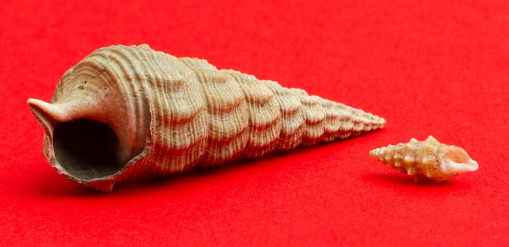 Small brown sea shell with a large sea shell isolated on a red background