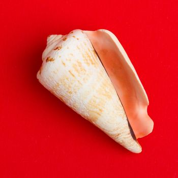 Brown white seashell isolated on a red background