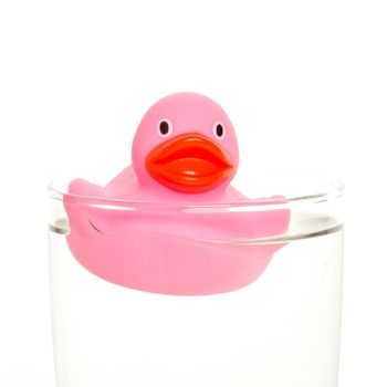 Pink duck in a glass of water