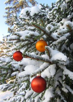 Christmas balls hanging on winter in real snowy spruce tree