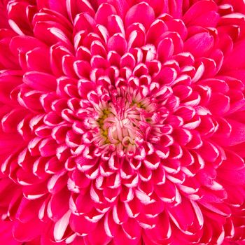Purple chrysanthemum, close-up shot of the center of the flower