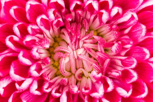 Purple chrysanthemum, close-up shot of the center of the flower