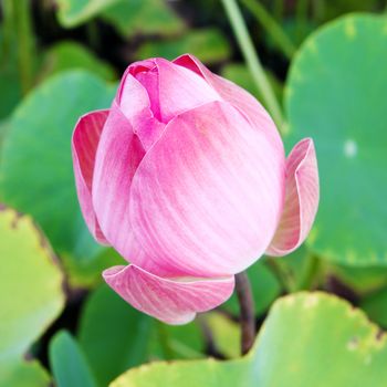 pink lotus on lotus pond