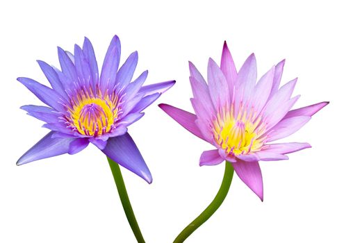 pink and blue lotus on white background