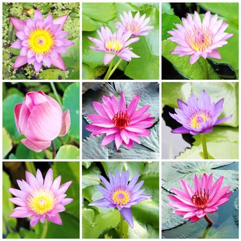 9 bueatiful  lotus collection